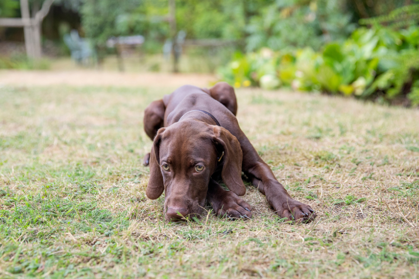 Why do dogs sigh? Behaviour