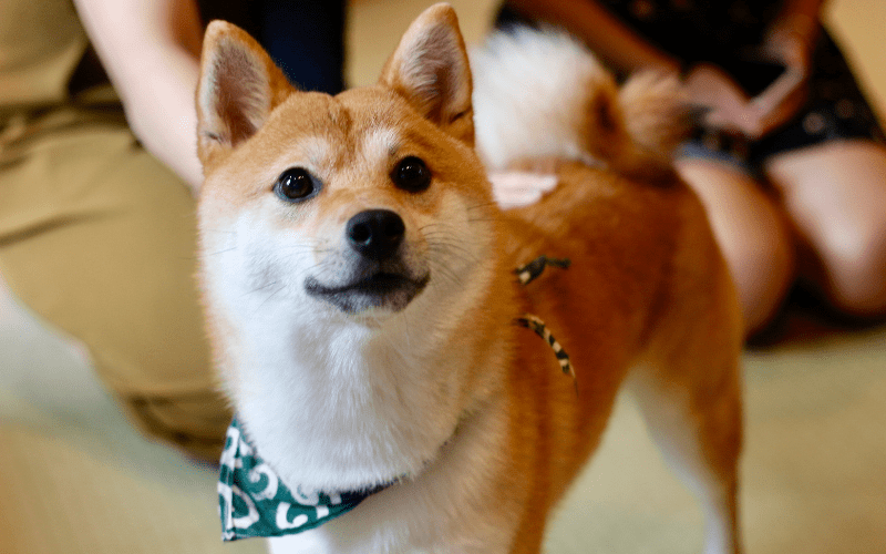 Meet The Shiba Inu Breeds