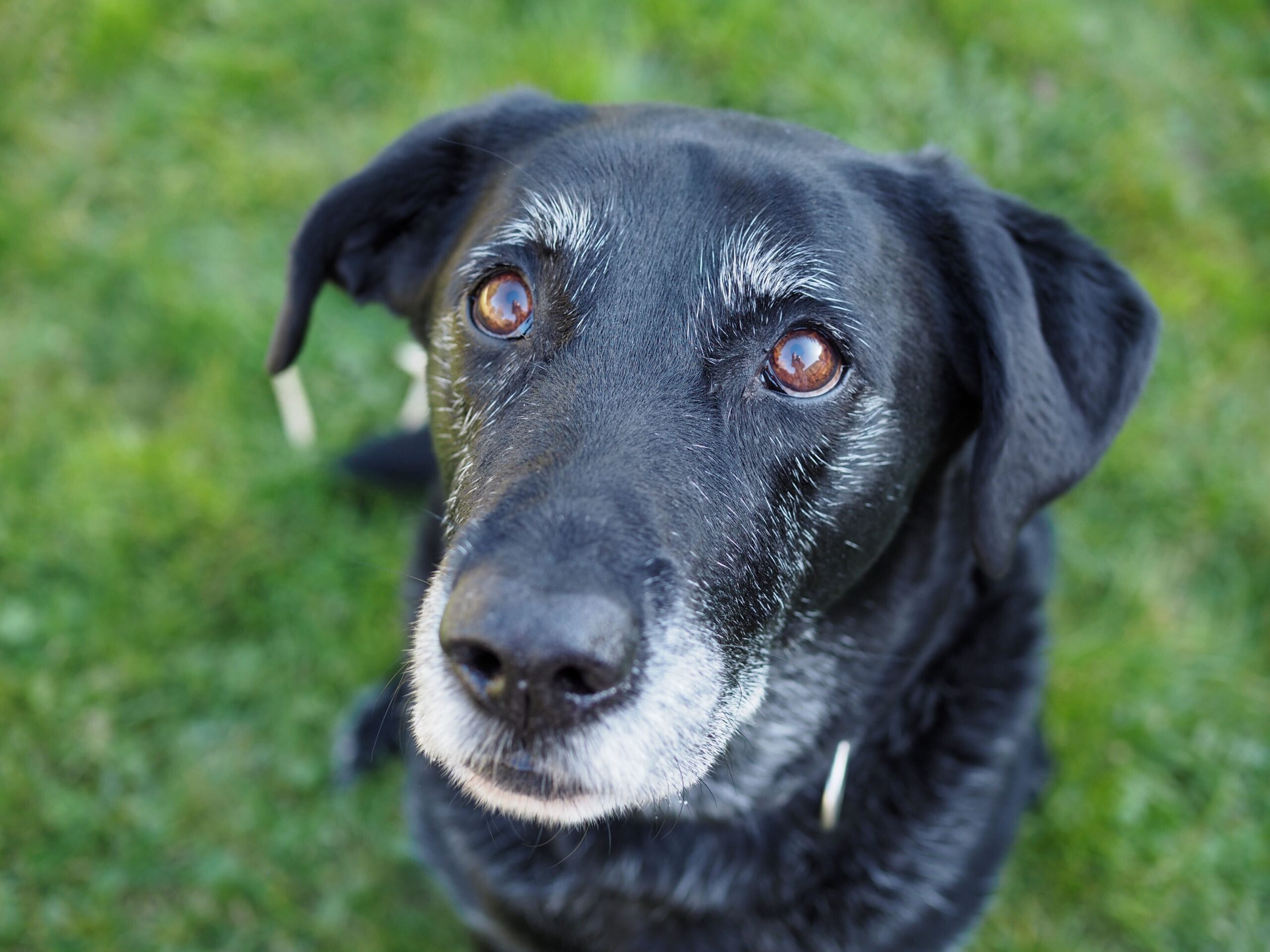 Why Do Dogs Get Grey Hair
