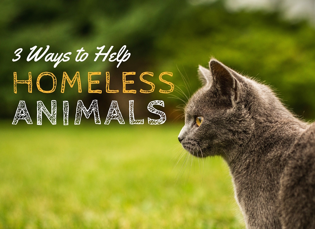 3 Ways to Help Homeless Animals Tails & Treats