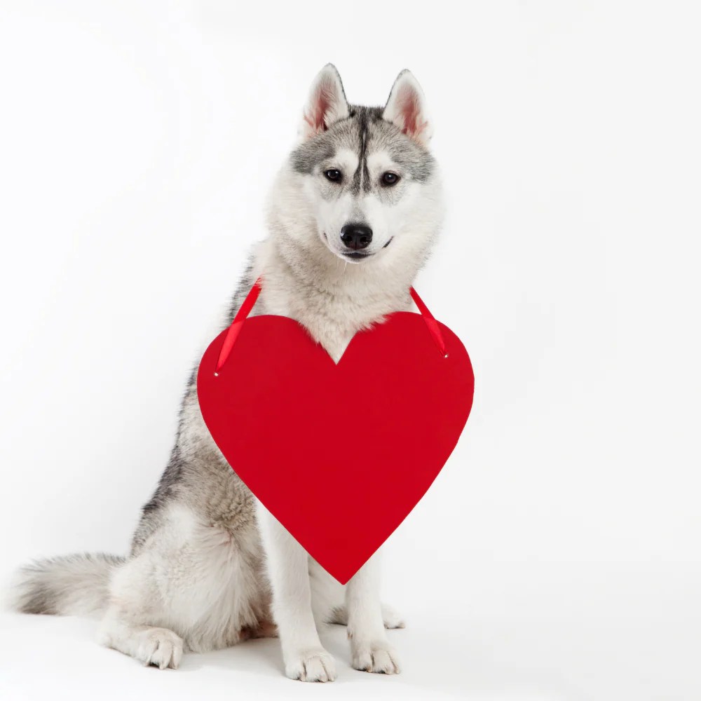 Congestive Heart Failure in Dogs Symptoms, Causes, and Treatment Tails 'N' Tummies