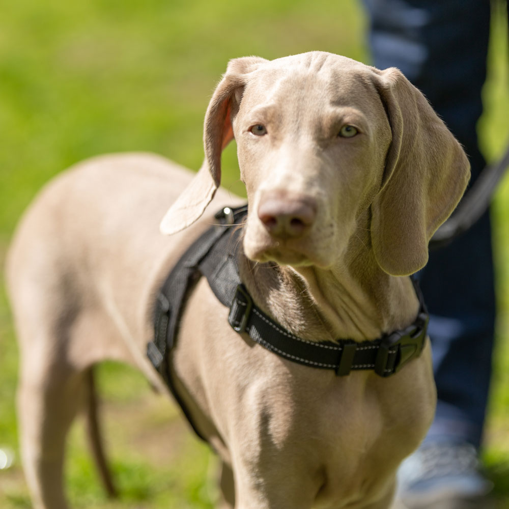Dog Walker in Barnsley Covering Royston, Carlton, Athersley...