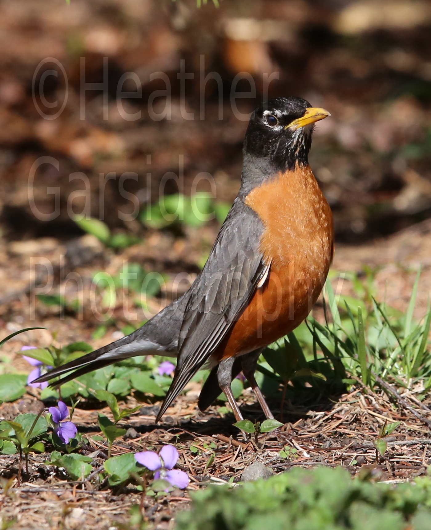 The American Robin Tails of a Twitcher