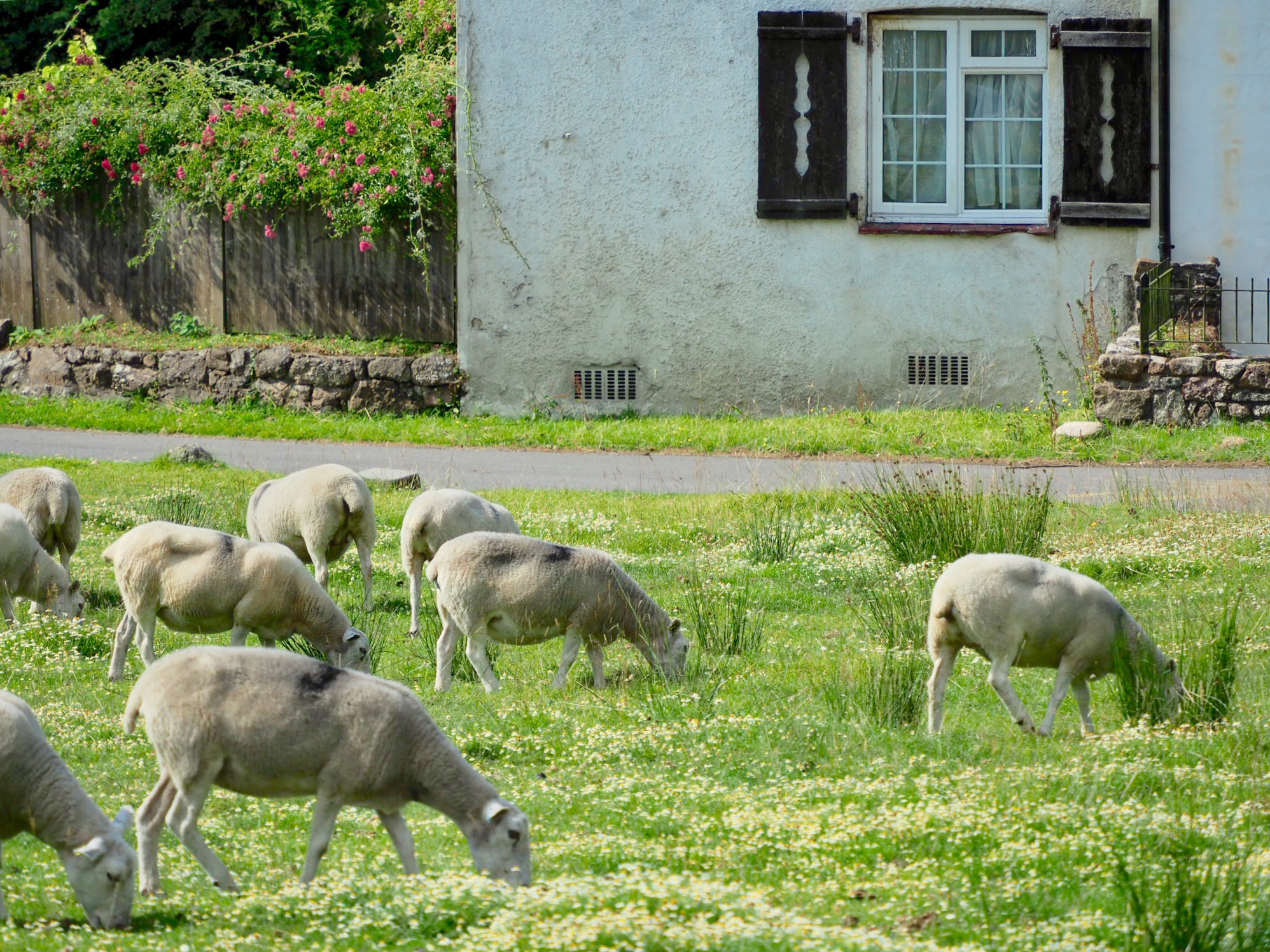 a short break in the gower peninsula part three reynoldston, cefn