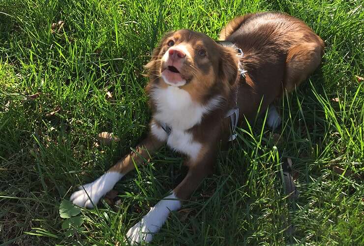 Dog Training Services in Virginia Beach & Chesapeake. VA Beach Dog Training