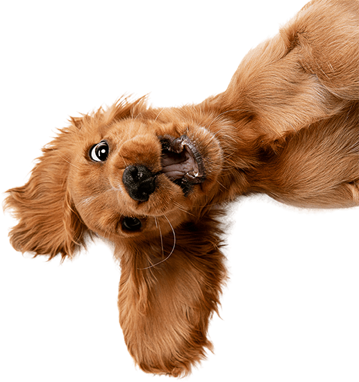 Tails Of The Adirondacks Pet Shop In Plattsburgh, NY