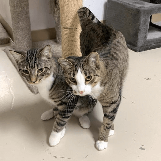 Bonded Pairs of Cats Tails To Tell