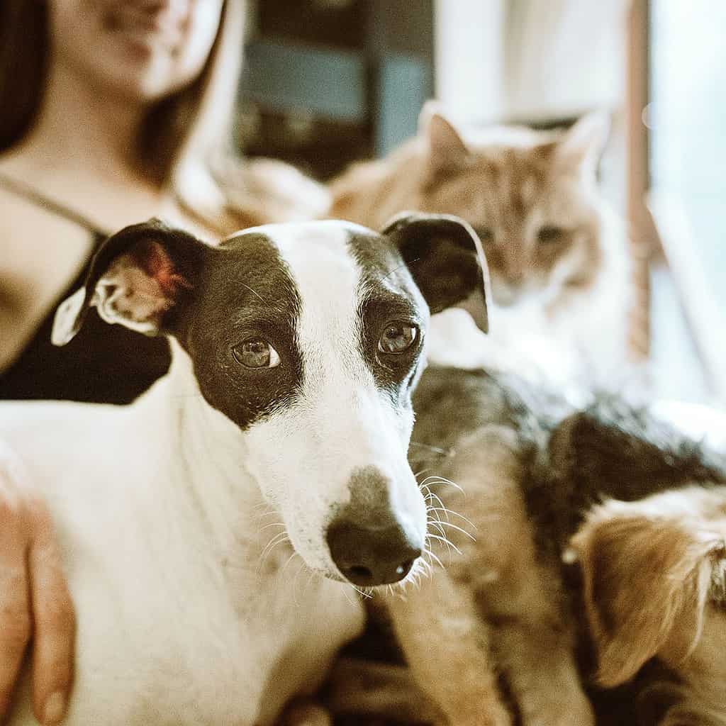 How to Pick the Right Dog Behaviourist for You