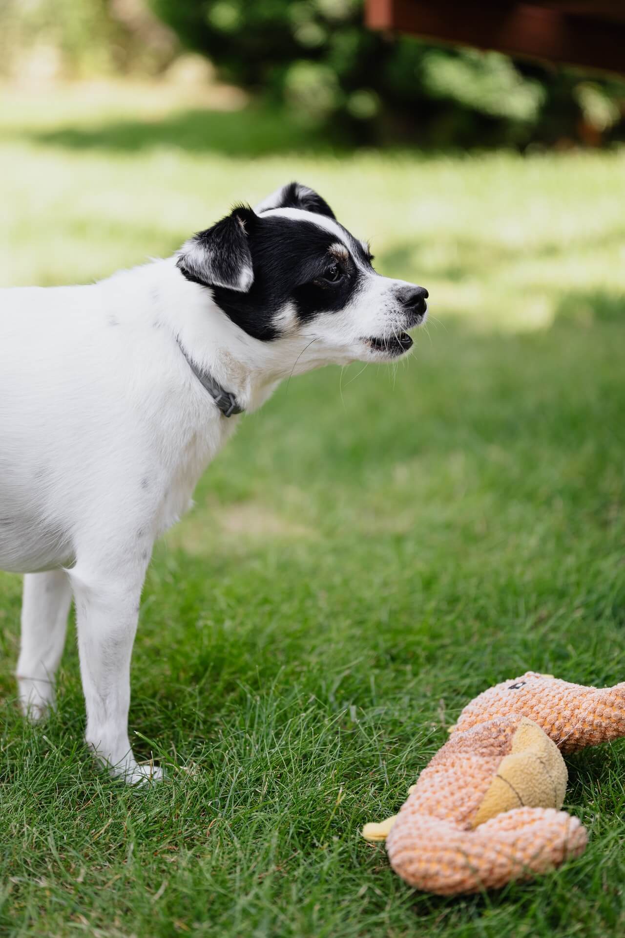 What Does My Dog's Bark Mean? Tail Wag Wisdom