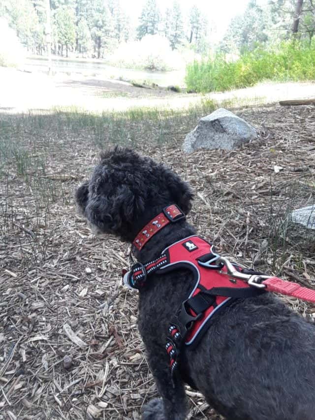 Easy Hack To Remove Sap From Your Dogs Fur Tail Wag Wisdom