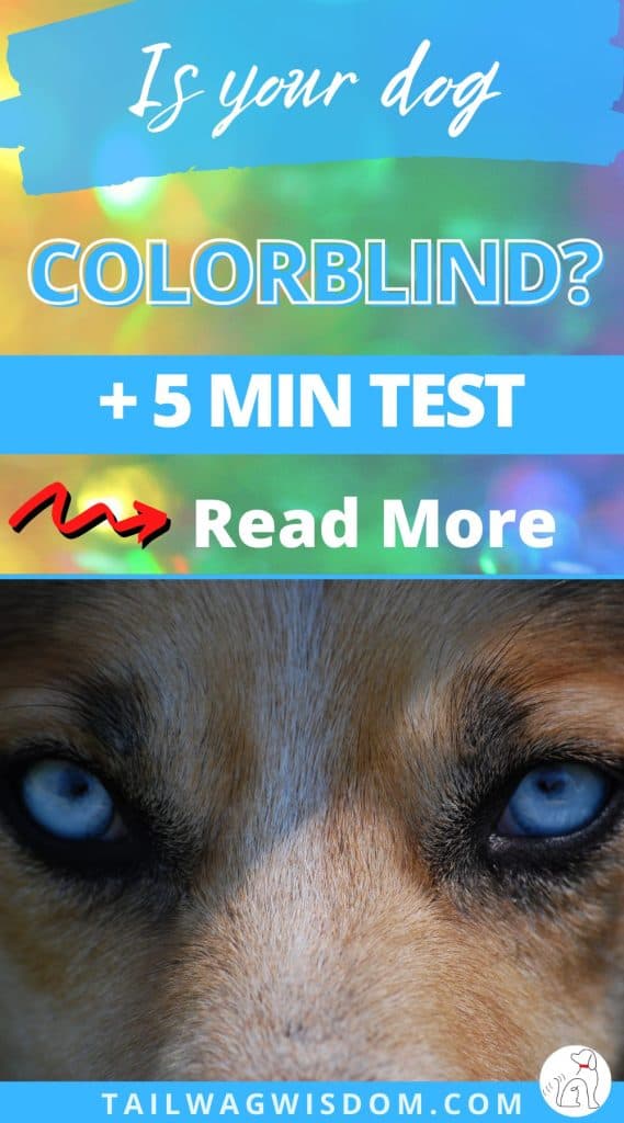 Are Dogs Colorblind? Super Easy 5 Min. Test to Learn Your Pup's