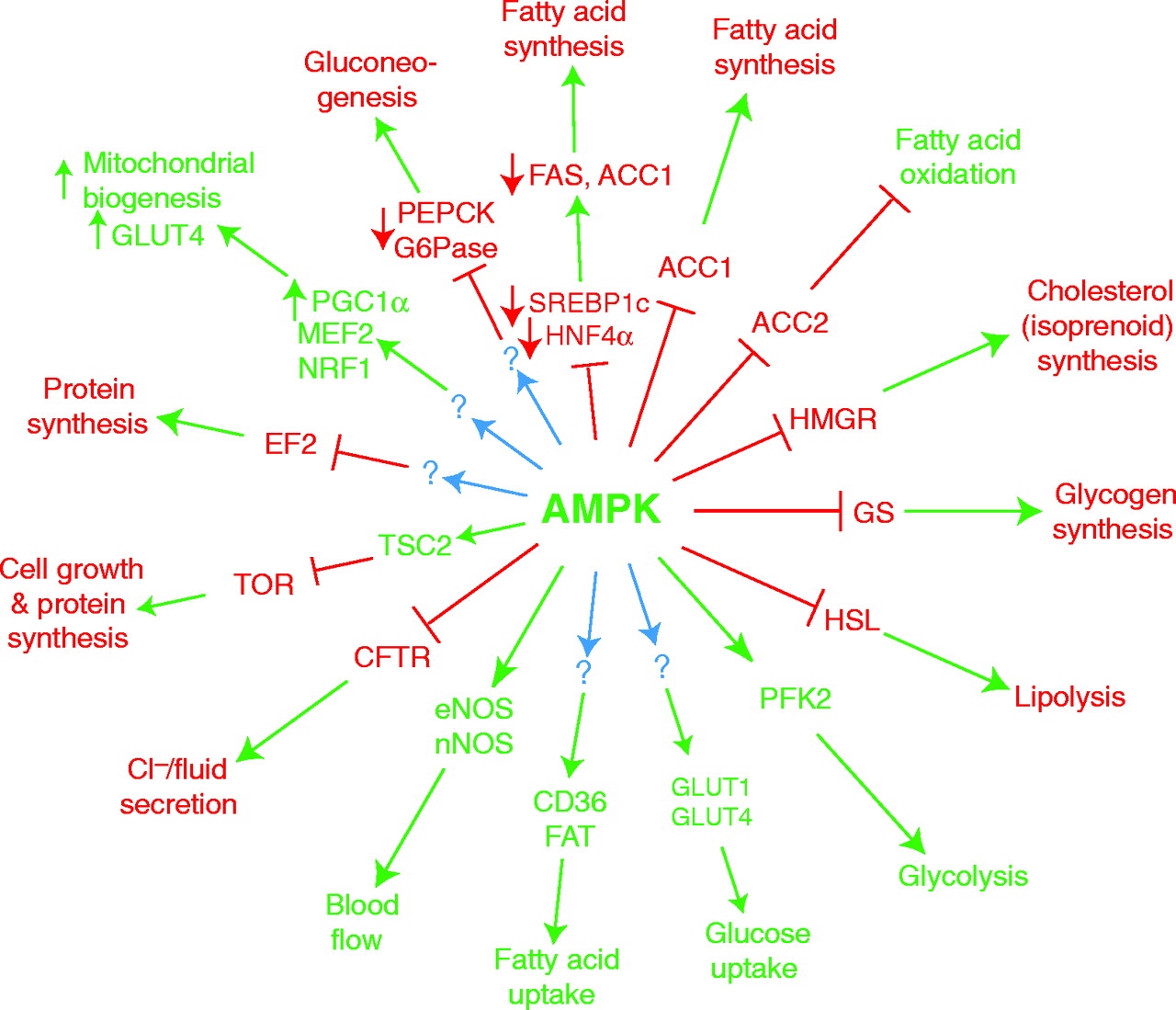 Ampk_pathways.jpg Tailwind Coaching
