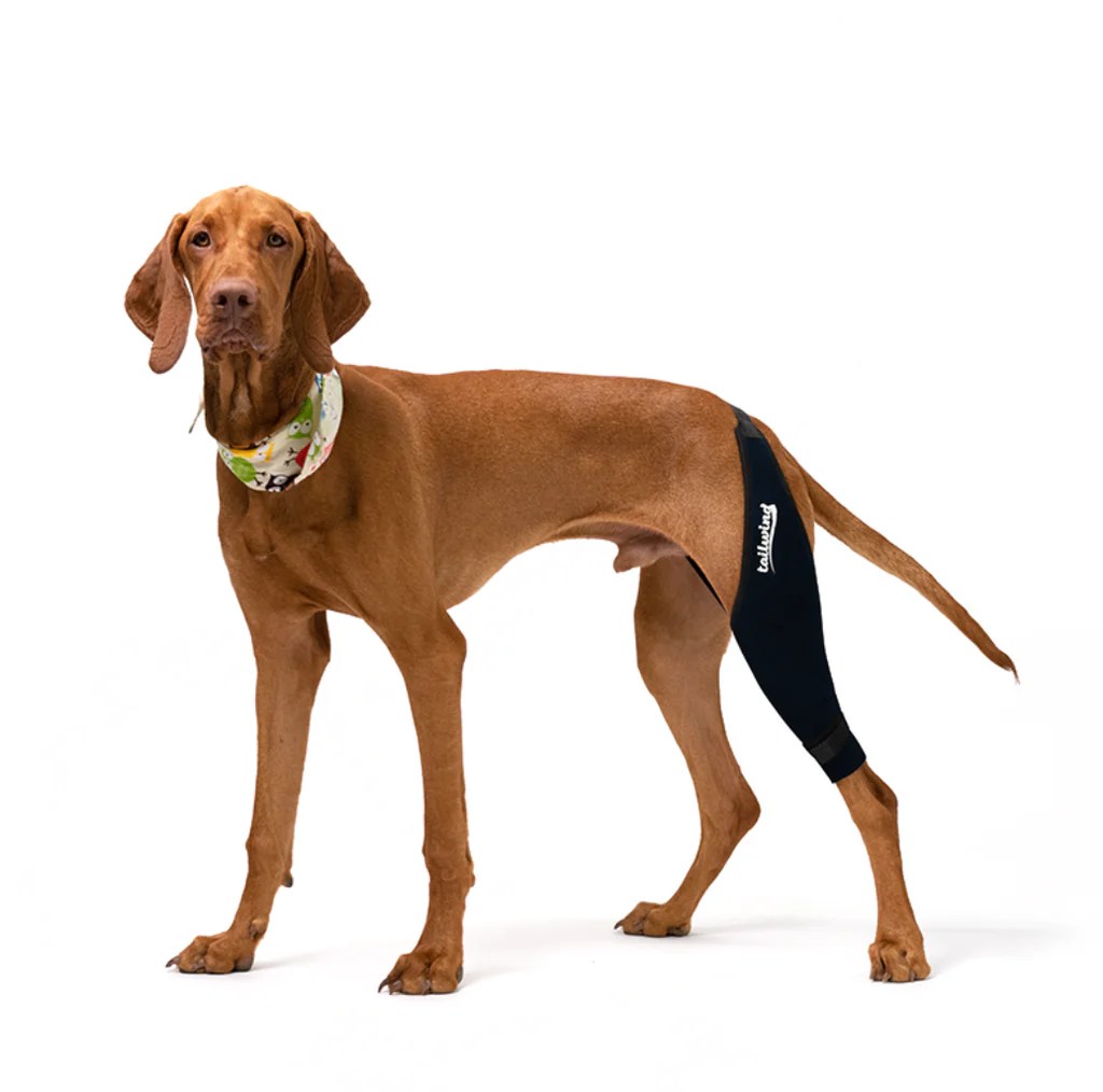 Dog Braces for Orthopedic Support Enhancing Mobility and Stability