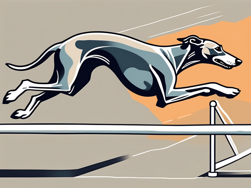 The Art of Greyhound Jumping Mastering Agility and Elegance Tailwise
