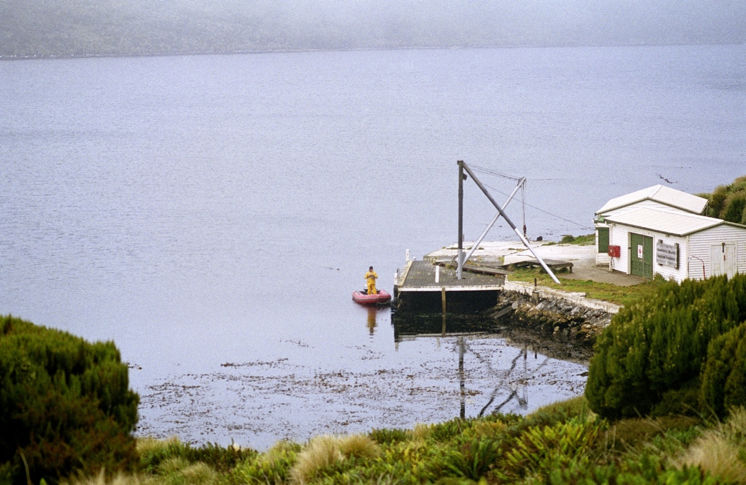 Campbell Island Images Tainui