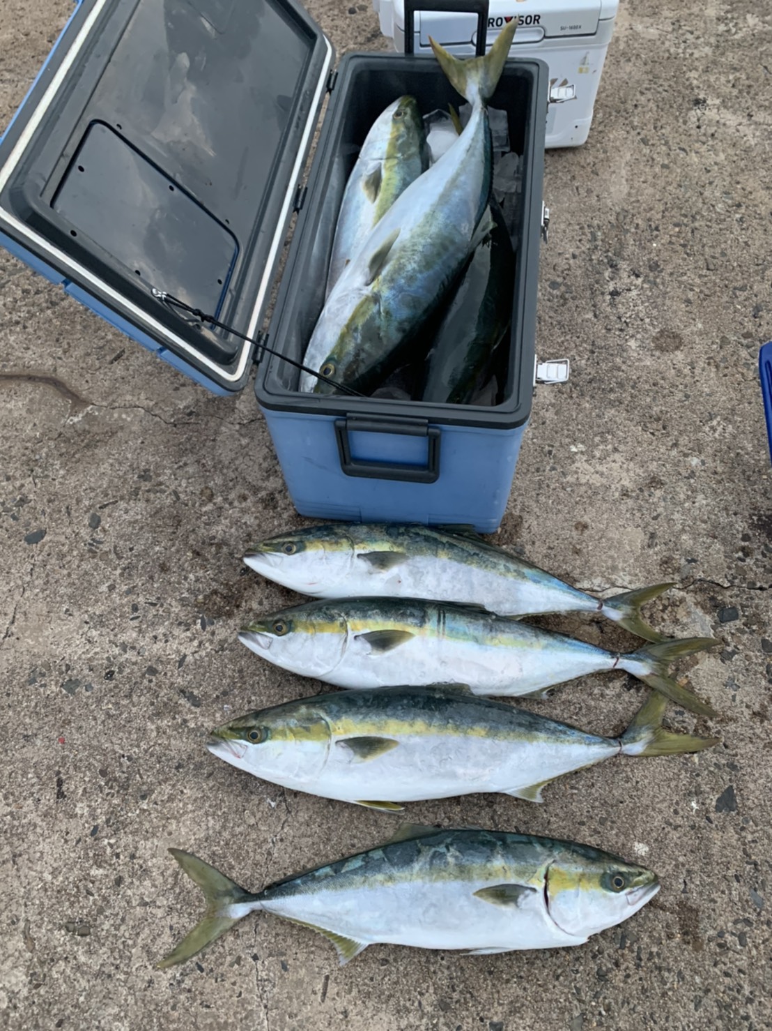 19.12.1釣果｜釣り船で鯛ラバ釣り！愛媛の遊漁船 大盛丸