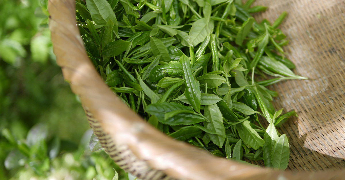 Fixation (KillGreen) in Tea Production