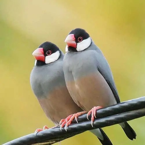 Buy Java Finch for Sale Online in Pakistan Taj Birds