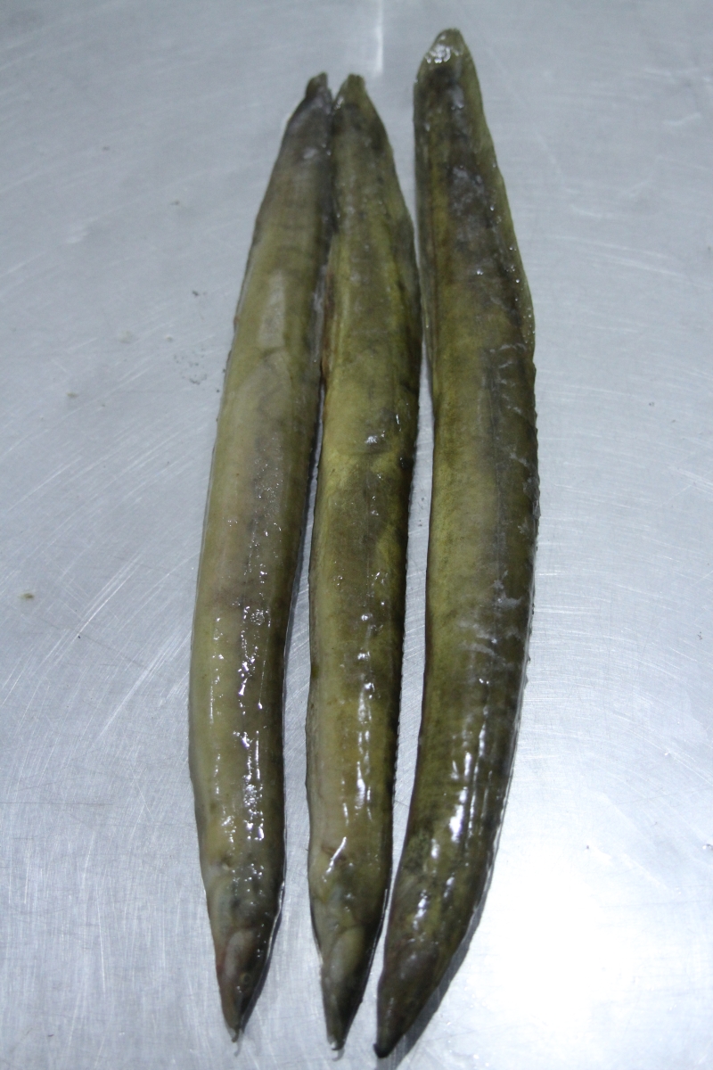 LONG BAIM Taj Fisheries