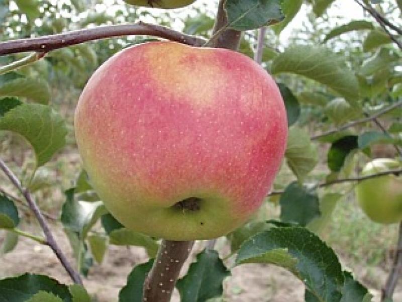 Jonagold alma Tájkertész