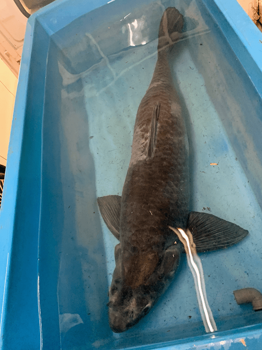 日本産淡水魚の青魚 新高滝観魚園
