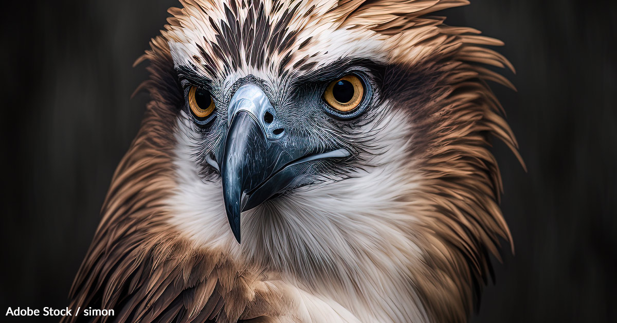 Protect the Philippine Eagle and its Habitat Take Action