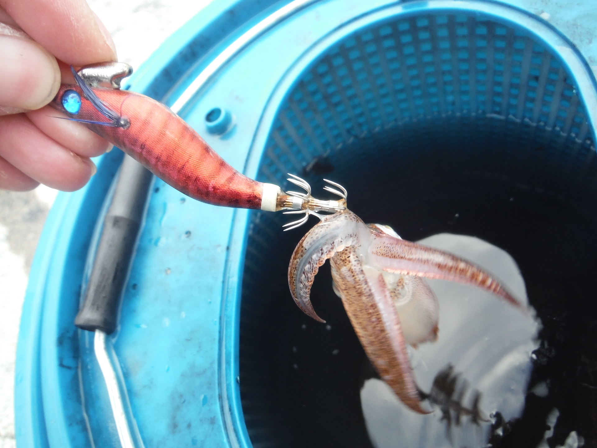 ヤリイカ狙いに積丹へ 北海道の魚を狙うtakeの釣りブログ