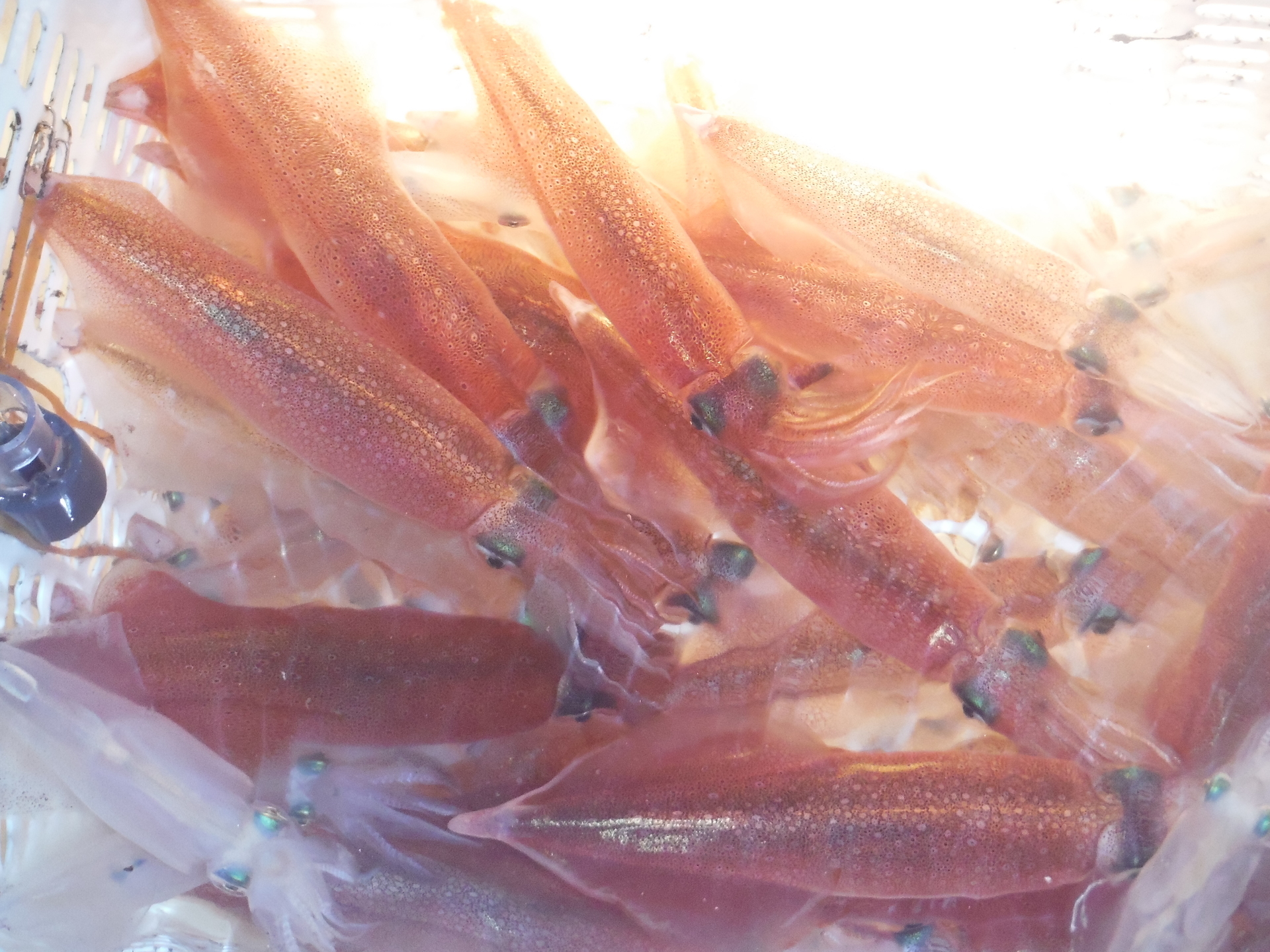 ヤリイカ狙いに積丹へ 北海道の魚を狙うtakeの釣りブログ