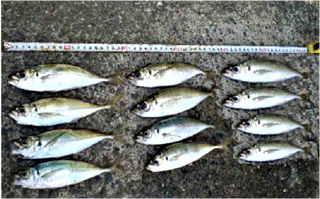 アジが釣れ出して来ました。楽しみな初泳がせヒラメポイントへ