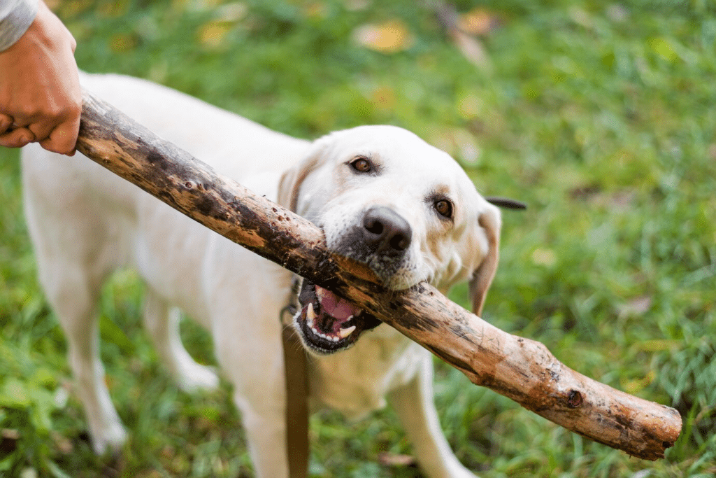 Logic Behind the Sticks Why Do Dogs Feel Good Fetching Sticks and