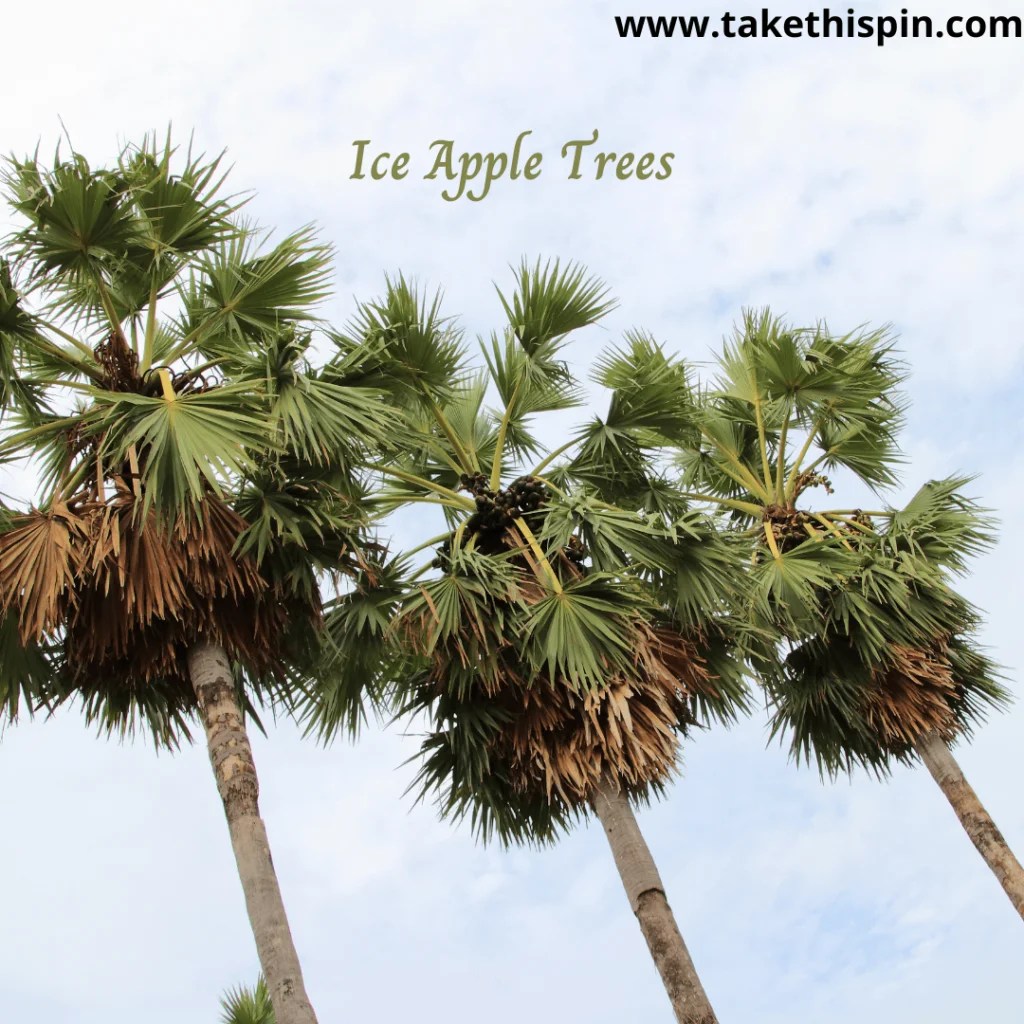 What Is Ice Apple? Its Top Best 10 Benefits TakeThisPin