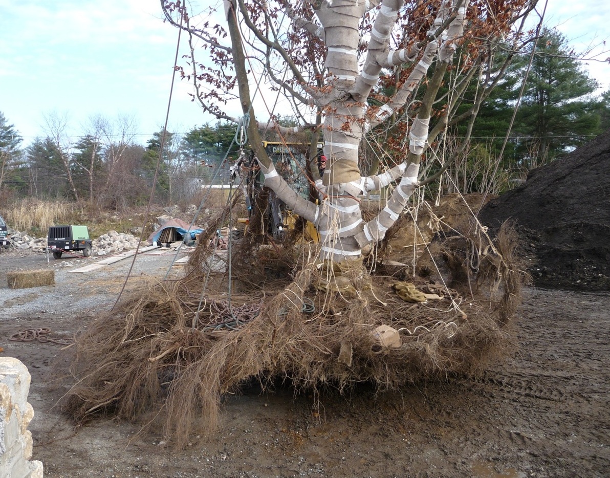 Airtool transplant of a beech tree Taking Place In The Trees