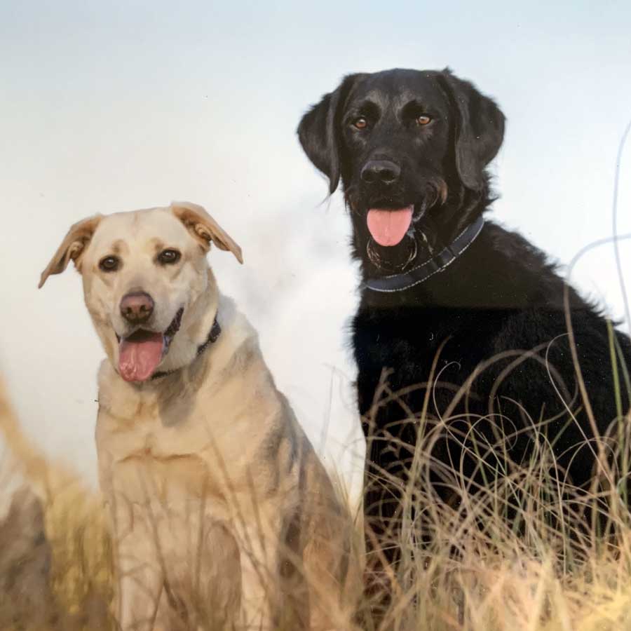 Brisbane Dog Training & Behaviour Services Classes, Courses, Sessions