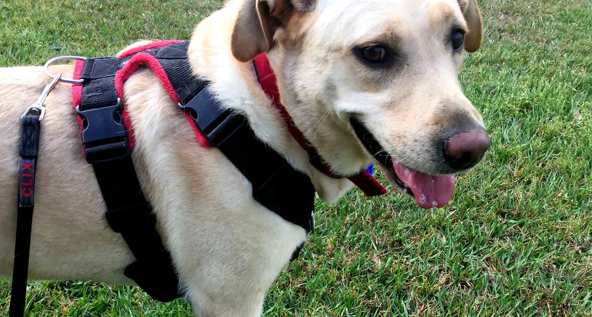 Perfect Fit Harness Safe Dog Harness Brisbane