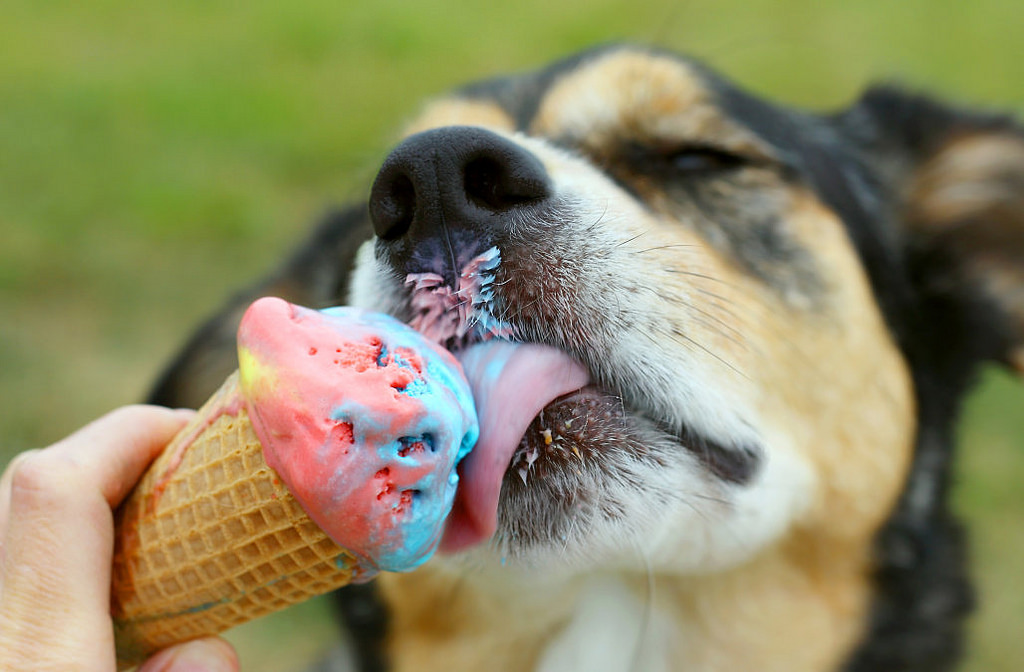 Is Ice Cream Healthy for Dogs? 4 Ice Cream Alternatives