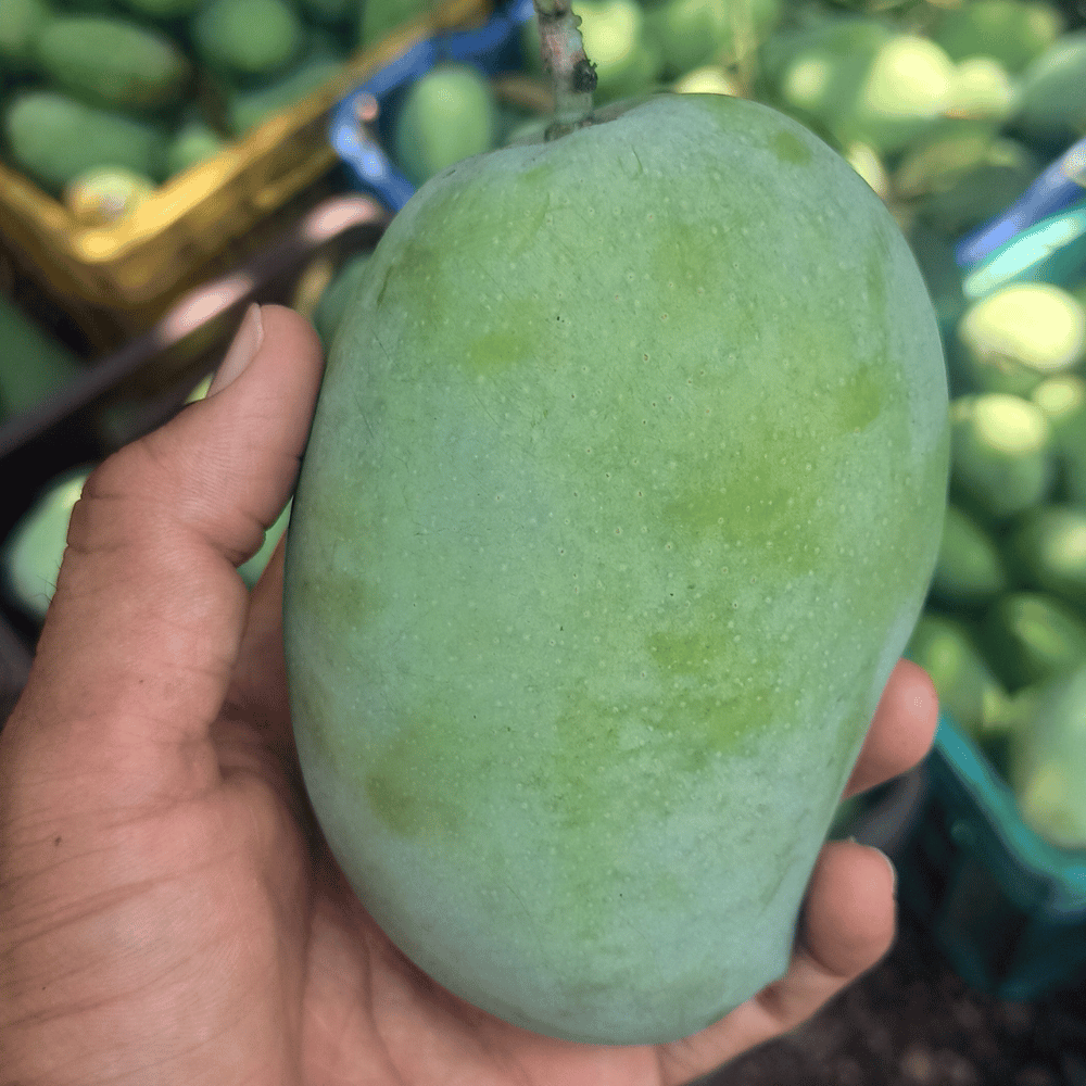 Fresh Mango Exports From India To Canada