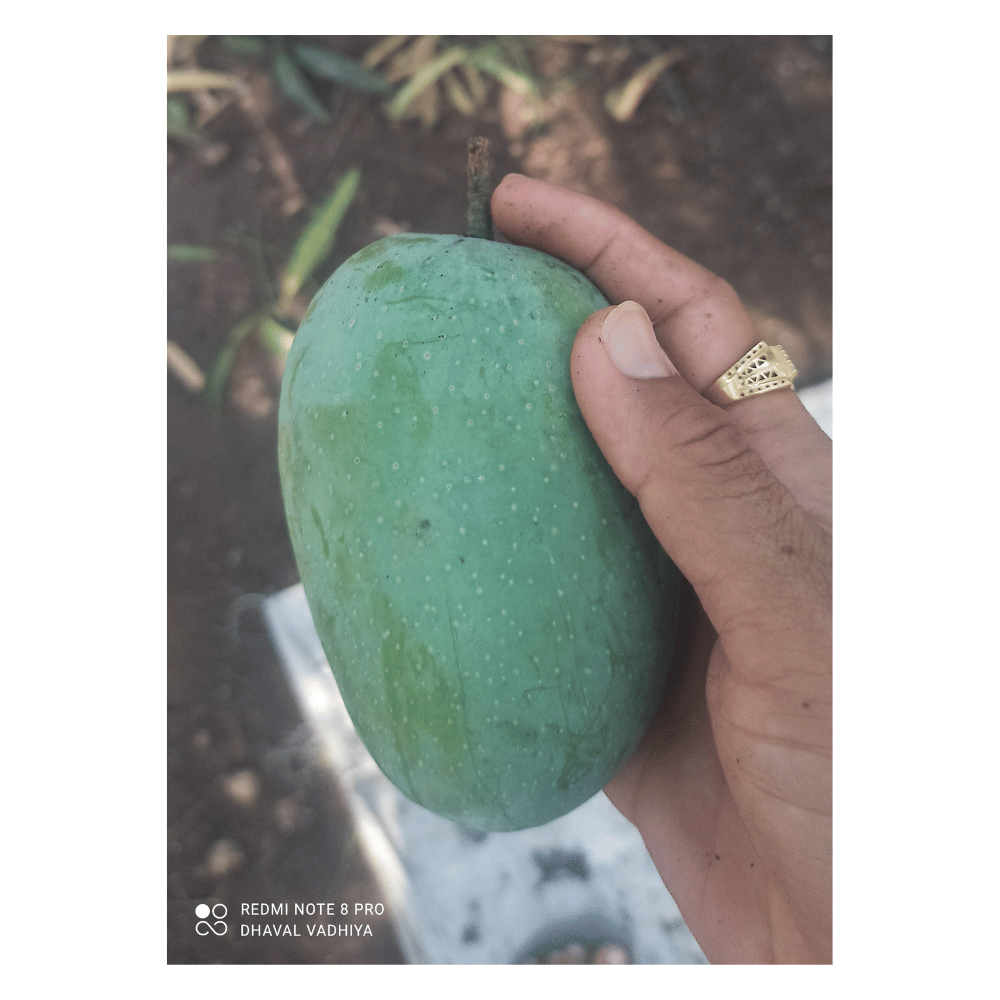 Fresh Mango Exports From India To Canada