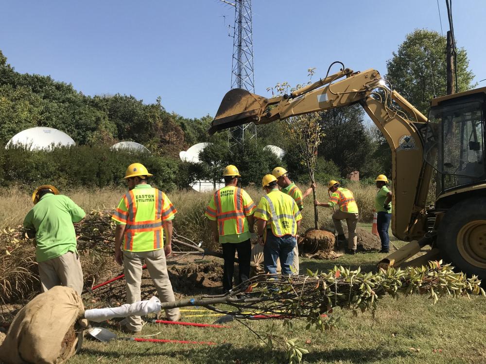 Easton Utilities Performs Annual Tree Planting Talbot Spy