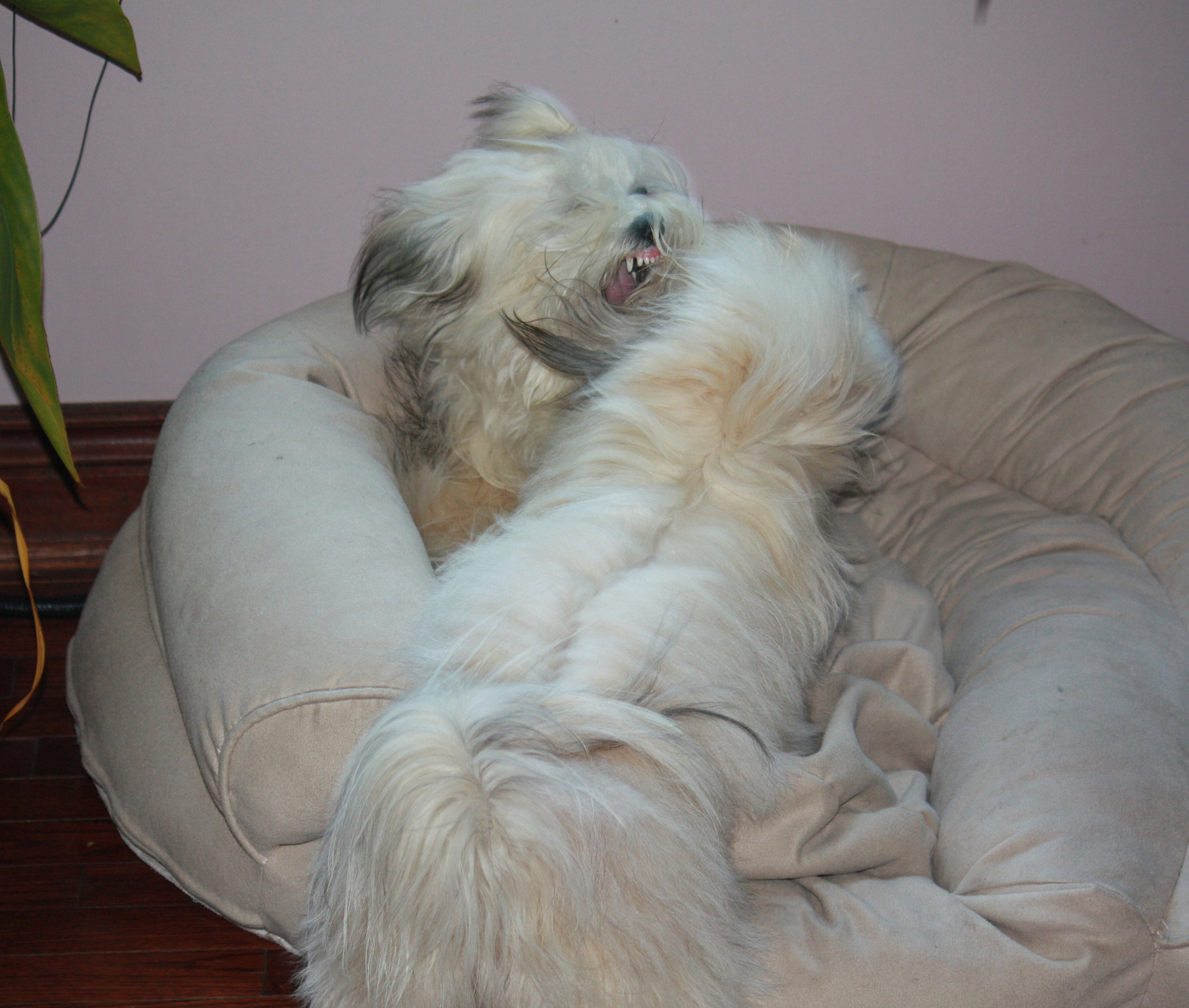 Can Havanese Be Aggressive