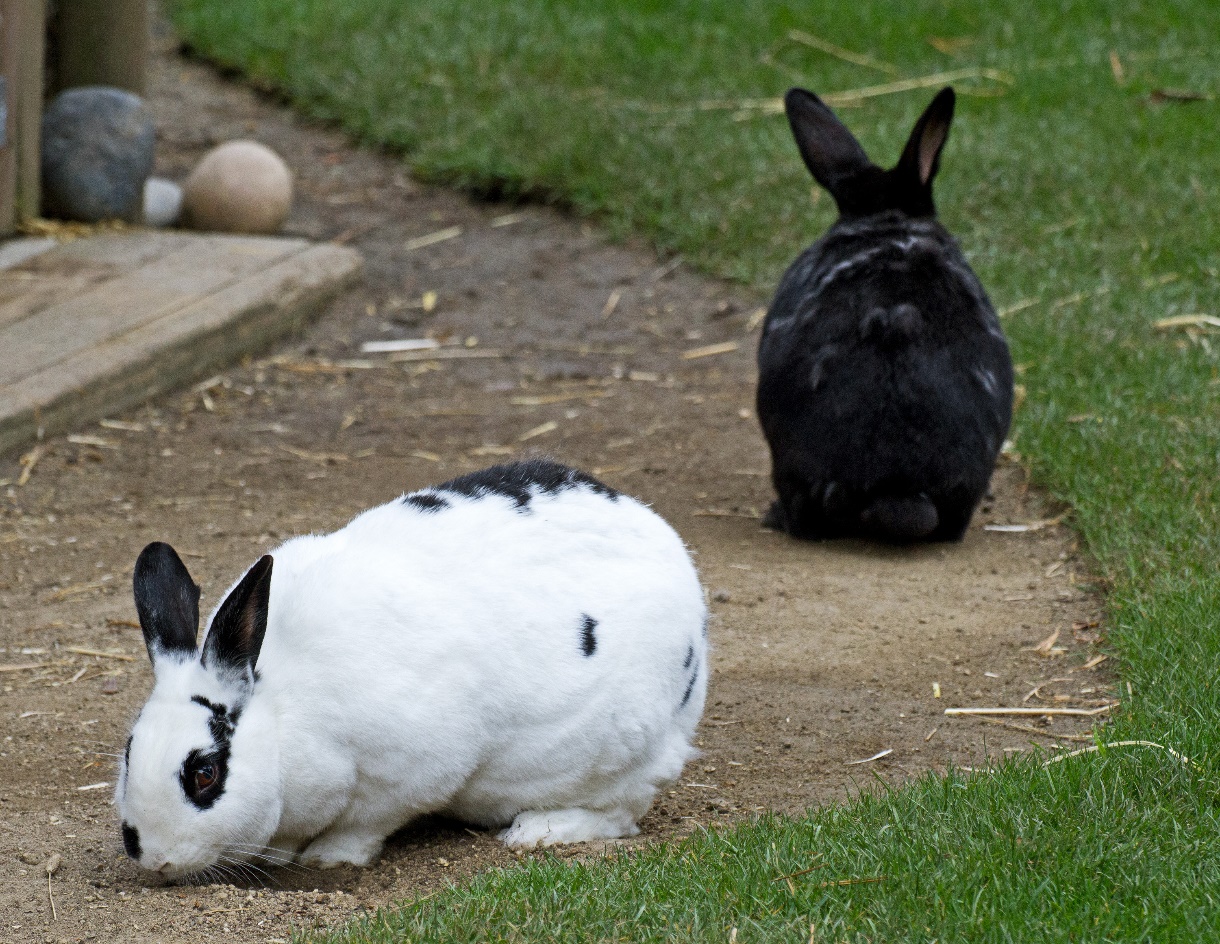 Can Rabbits Eat Olives? Our Lovely Rabbits