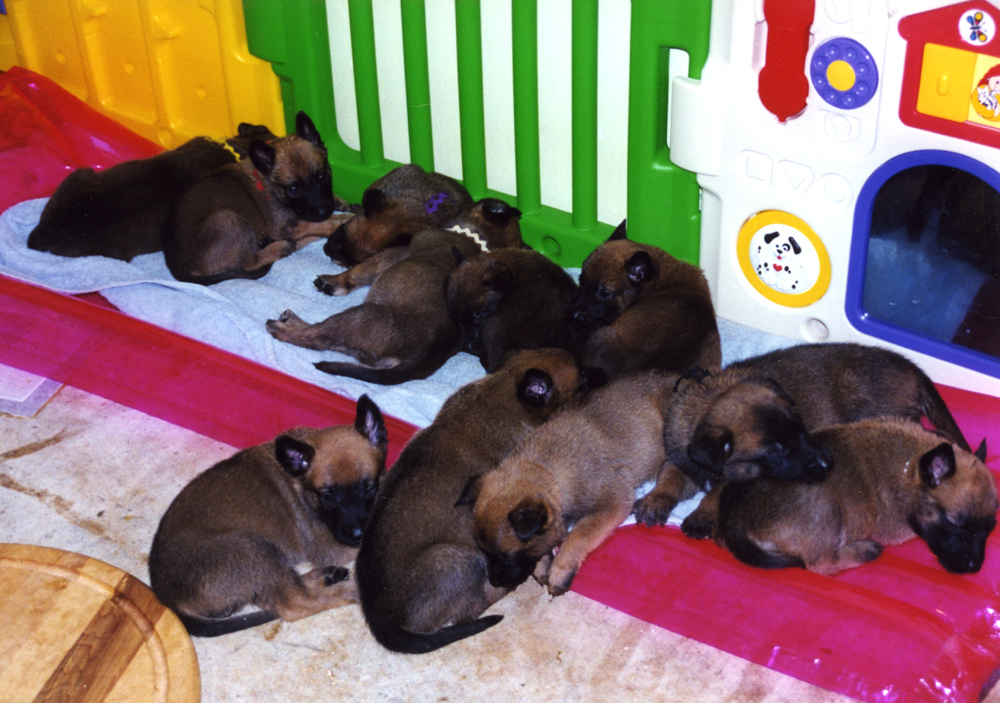 A Letter to Breeders Talented Animals Blog