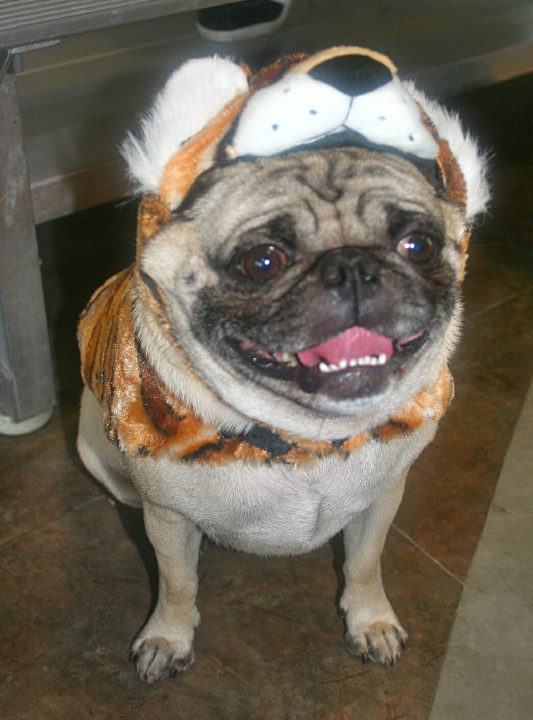 Don't Miss Cute Pugs In Halloween Costumes! Talent Hounds
