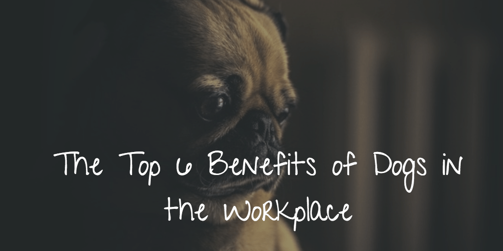 Top 6 Benefits of Dogs in the Workplace Talentpool