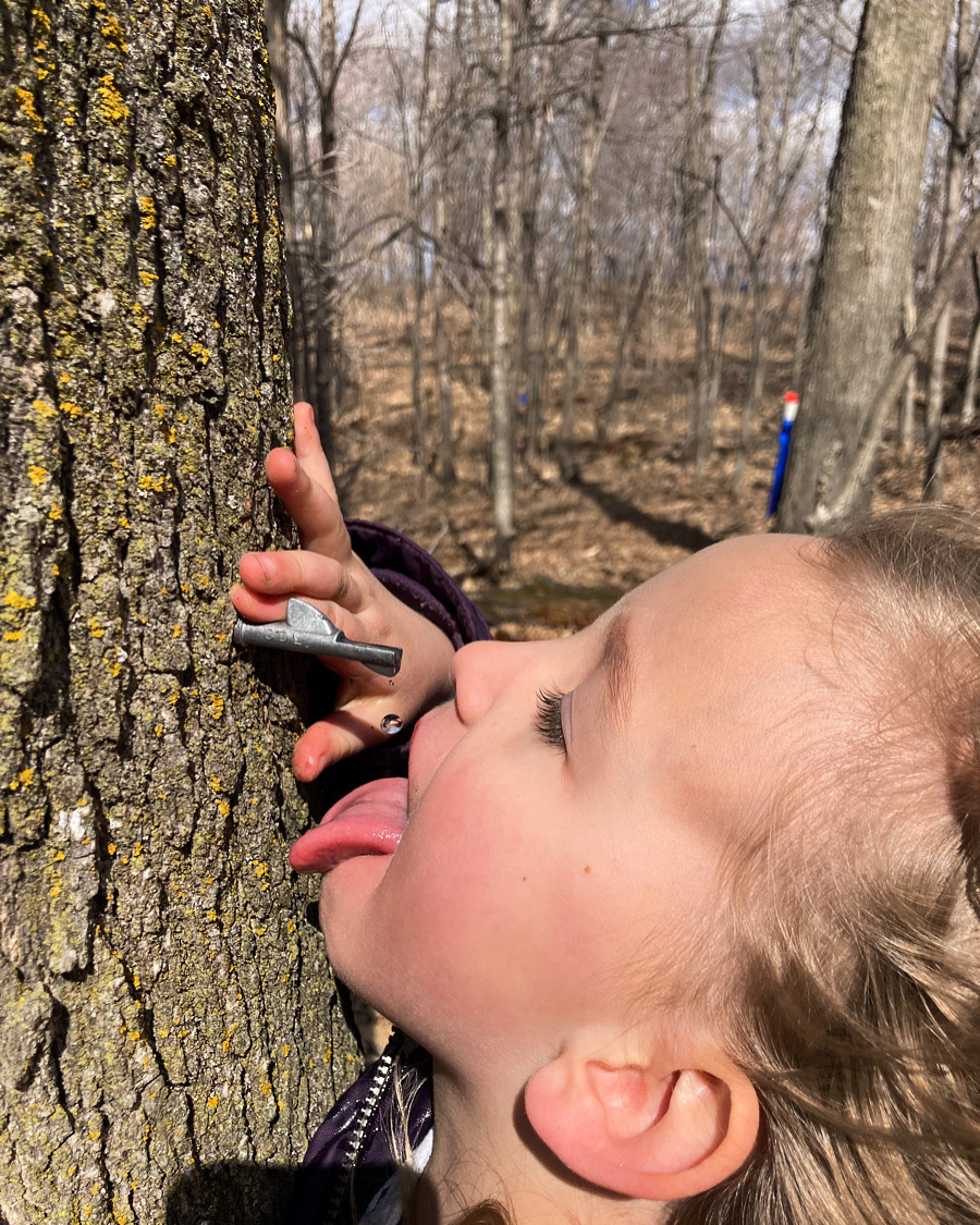Maple Syrup Harvesting Tales of a Mountain Mama