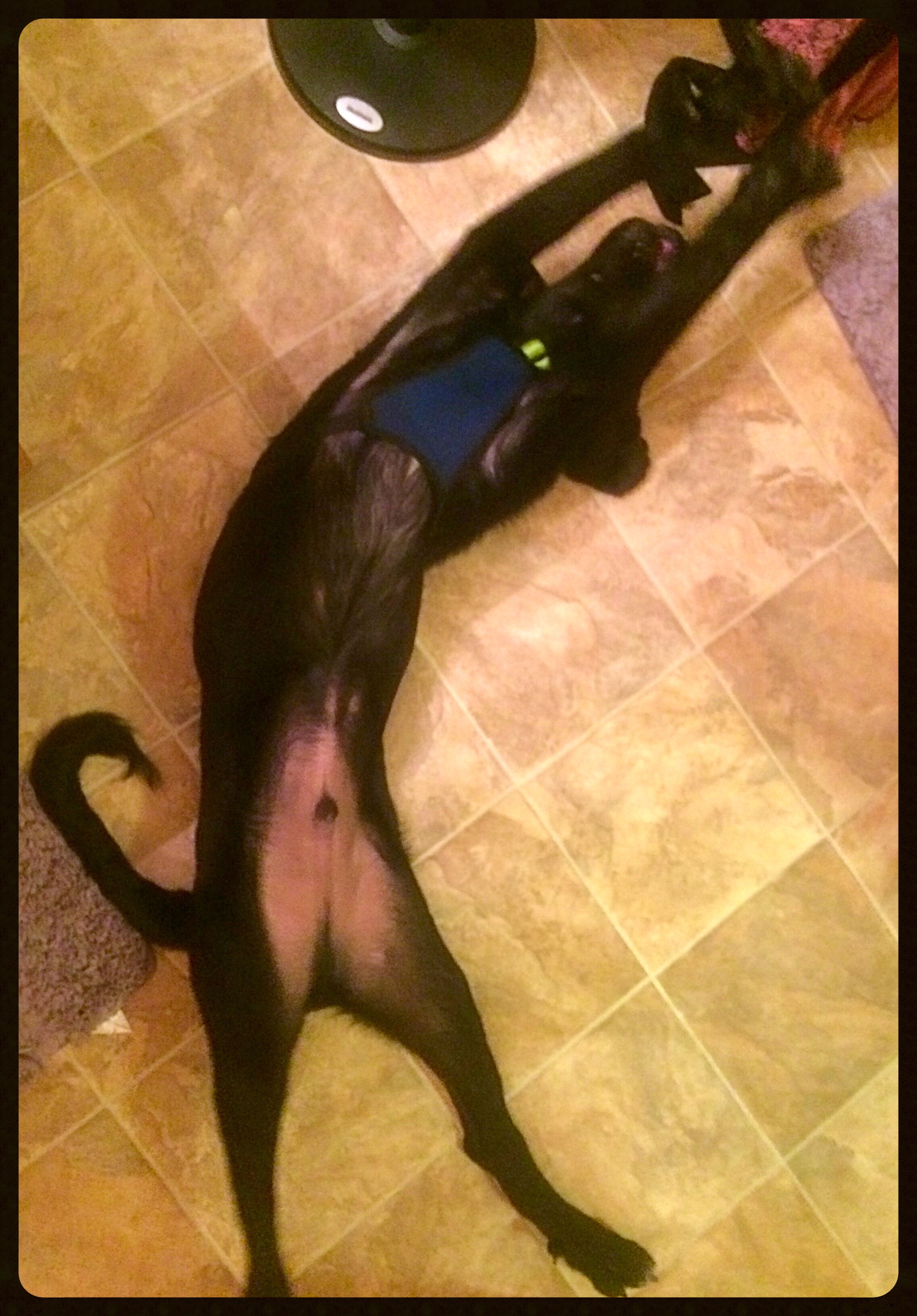 Does the Tooth Fairy Visit Puppies? Tales of Tucker