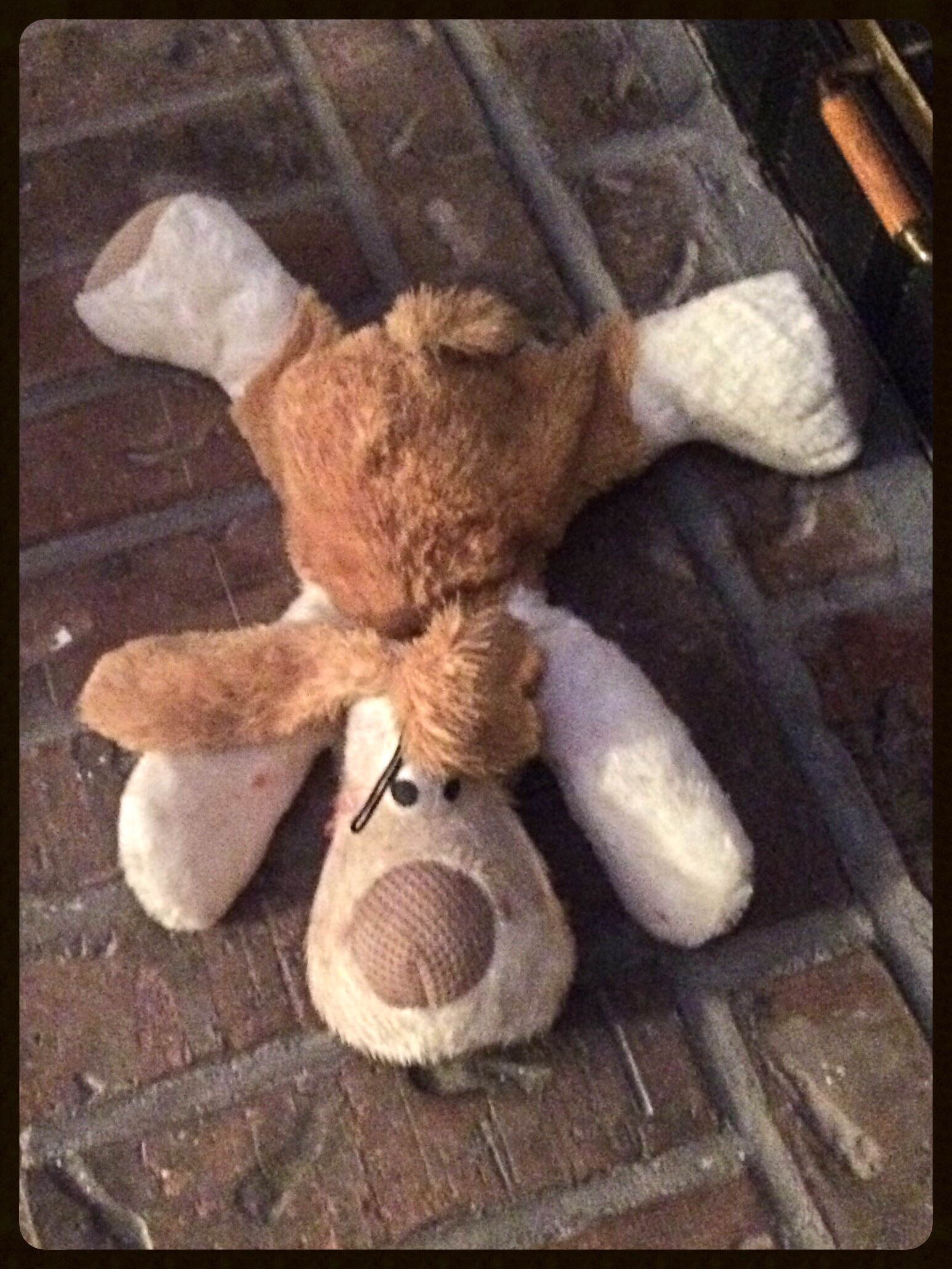 Does the Tooth Fairy Visit Puppies? Tales of Tucker