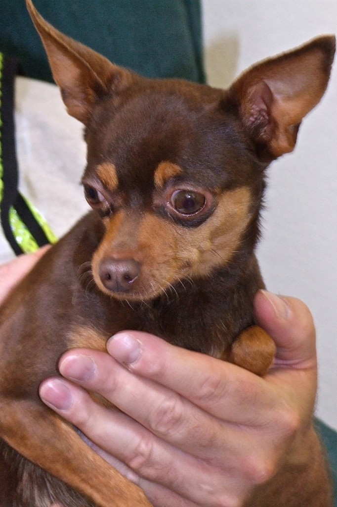 Cha Cha The Animal League Of Green Valley