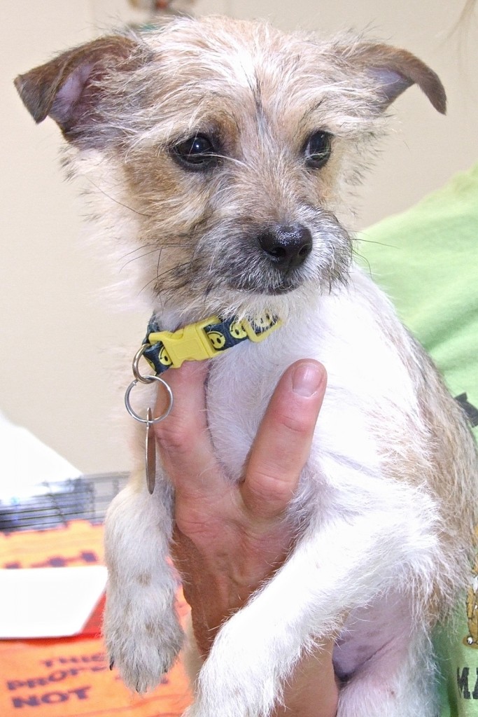 Toto The Animal League Of Green Valley