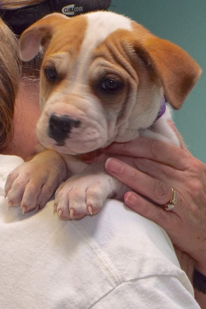 Cha Cha The Animal League Of Green Valley