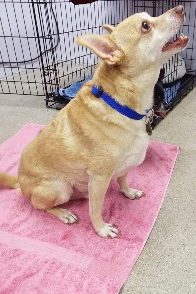 Wasabi The Animal League Of Green Valley